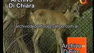 Inseminacion artificial en zoologico 2003 V-05019 - DiFilm