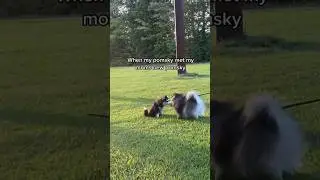 And popular she is #pomsky #pomskypuppy #puppy #pomskypup #pomskies #puppies #pomeranianhusky