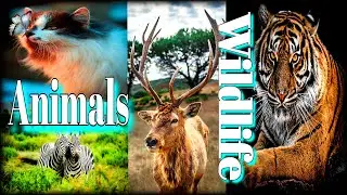 Wildlife Documentary | Wildlife Animals | Keep Wildlife Safe | Wildlife | Importance of Wildlife