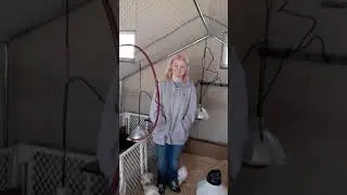 Chickens! Broilers are huge! Layer hen's are not.