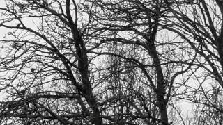Flock of Redwings. #redwings #rspb #birdlovers #birdphotography #birdwatchers #binoculars #birdsongs