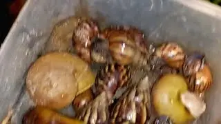 At night snails come out to find food#snails#ants #insects