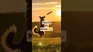 Catch or Miss #dogplaying #dogtv #sheppard #viral#dogshorts #dogentertainment #dogtv #dogrelaxation