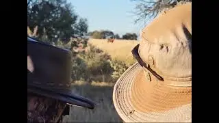 Hartbees hunt with 308 Winchester