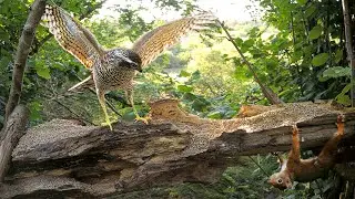 Sparrowhawk vs Squirrel: Attack Caught on Camera
