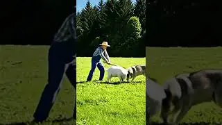 Brave Farmer Saves Goat From Vicious Wolf Attack #FarmLife #AnimalRescue