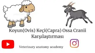 Koyun Keçi Ossa cranii Farkları