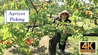 Сбор абрикосов на ферме Cherry Avenue Farms &mdash; 4K