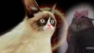 Prophecy Cat Is True 2.  The Sequel.