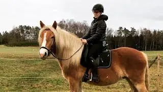 North Swedish draft horse - Humle