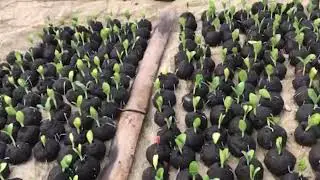 Best way to plant Tomato seeds || HDL Agro TV || sweet pumpkin plant in Bangladesh.