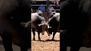 Bull Fight
