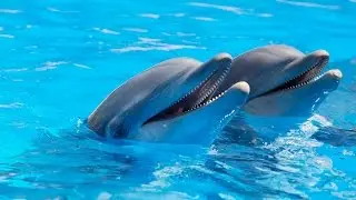 Der Delphinsticker 🐬 | Omas Fanpost