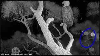 Barred Owl 