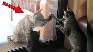 This Bobcat Visited House Cats Every Day. Then One Day, Everyone Was Shocked!