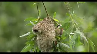 Kolovat&euml;si,European penduline tit,(Remiz pendulinus). Kosovo.