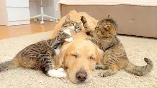 This Golden Retriever Got Stuck Between Fighting Cats &mdash; Chaos Follows