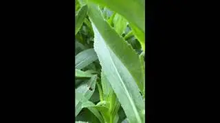 Ant Farming