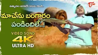 Kanuma Spl 2026 | Ma Chenu Bangaram Pandindile Song 4K | #ANR Datta Puthrudu | Old Telugu Songs