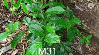 Samsung M31 Review | Samsung M31 Camera Test | Samsung Galaxy M31 Camera Review | Samsung New Phone