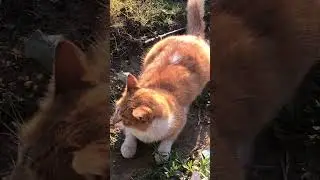 Beautiful cat#Short#Viral#ASMR