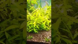 Low Temperature Plants #aquarium #fish #neon #butterfly #viral #trending #nature #shorts #video