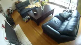 GOPRO wolf hunt