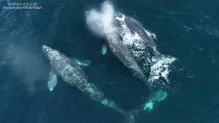 Breaching Gray Whales