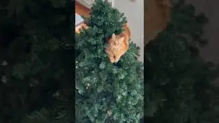 Cats vs Christmas Trees: Hilarious Festive Fails & Mischief! 🐾😂 #xmas #christmas #cats #funnycats