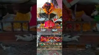 baba phed dev ji 🙏🙏... #viral #views_viral_video_subscribers_grow #like #publicreaction #interesting