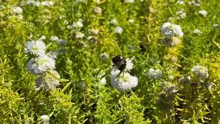 August 2022 tour of outside at Waterside Nursery - flowering plants and pollinating insects