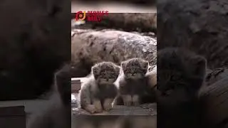 Cute manul family settle down in Inner Mongolia