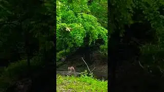 Deer Zoomies is initely having fun! |l @SASA-PGM468  || #shorts #viral #trending #deer