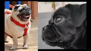 retro or backbreeding in dogs have you heard of it?🤔🤔🤔#dog#dogs