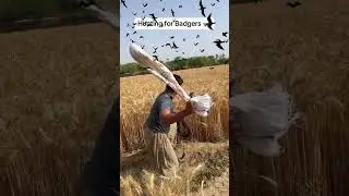 Farming hunting for rats 🐁 #hunting #rat #shorts