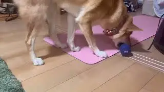 口の筋肉がスゴすぎて驚いた！　雑種犬