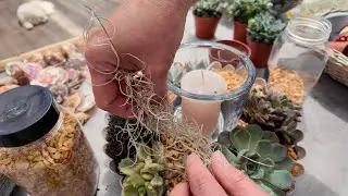 DIY Sommerdeko f&uuml;r Tisch und Terrasse mit Sukkulenten und Muscheln