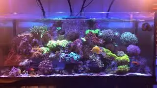 Additional Summertime Flow | Wild Bubble Coral | New Reeftank Fish