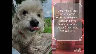 Homenaje Paw Paradise  SHIRA