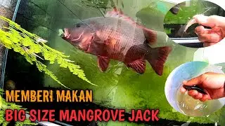 Tenyata Begini Cara Mangrove Jack Menyergap Mangsanya|Mangrove Jack Feeding