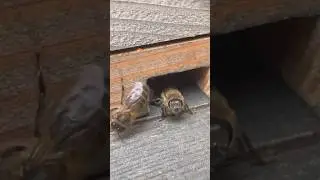 Macro Bees #shorts