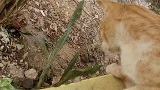 Cat vs Rat Standoff 😳 | Why Isn&rsquo;t He Attacking?