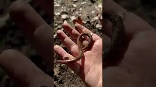 Catch big earthworms for fishing 🪱 #amazing #youtubeshorts #viral #shorts #wildlife #earthworm