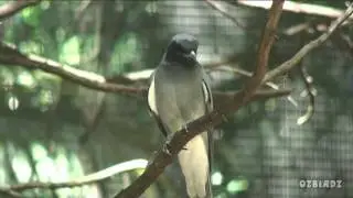 Black-Faced Cuckoo-Shrike