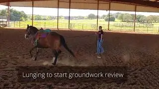 Ground work for respect review - foundation training moving the horse's body