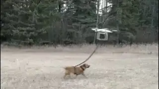 Walking Your Dog With A Drone