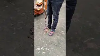 Short video #vaira #shorts