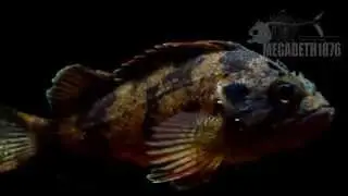 Sebastes koreanus （Rockfishes）