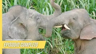 Gigantes majestuosos: Explorando el mundo de los elefantes | Episodio Completo