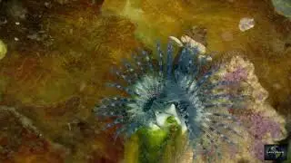 Tube worm Spirobranchus lamarckii